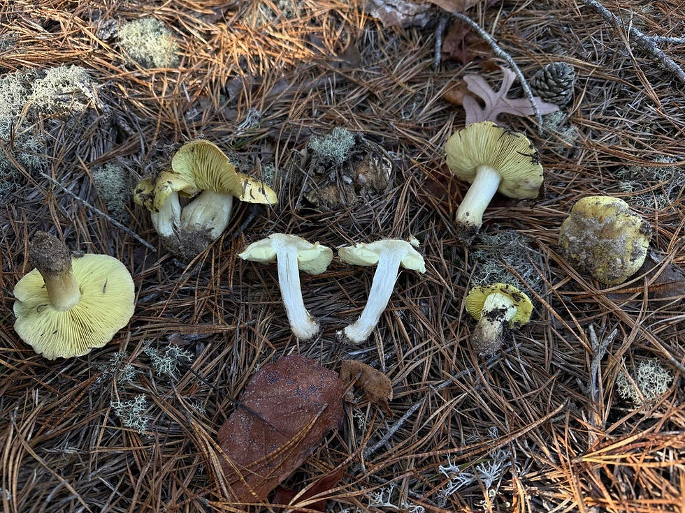 The yellow gills give the mushroom its other common name, the Yellow Knight.