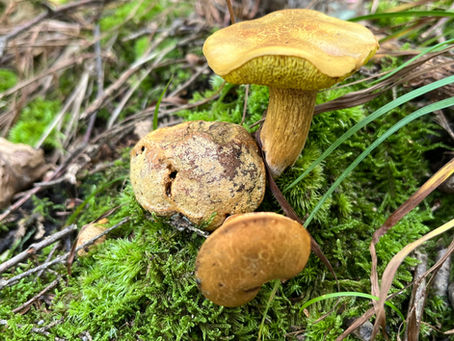 Parasitic Bolete - Psuedoboletus parasiticus