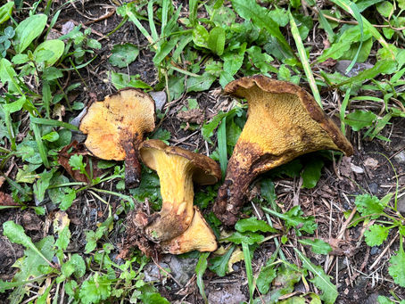 Ash-tree Bolete - Boletinellus merulioides