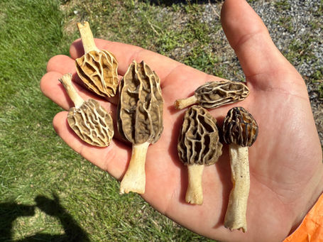 MorelFest 2025 - Searching for morels in the woods of Pennsylvania