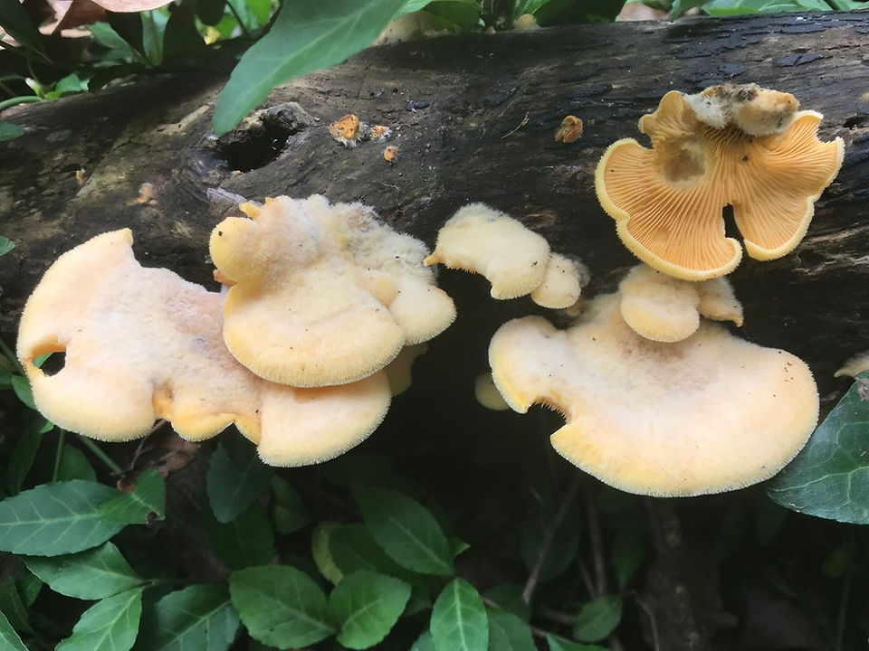 Phyllotopsis nidulans