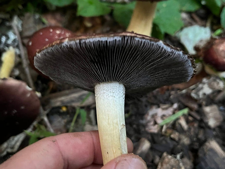 Stropharia Rugosoannulata