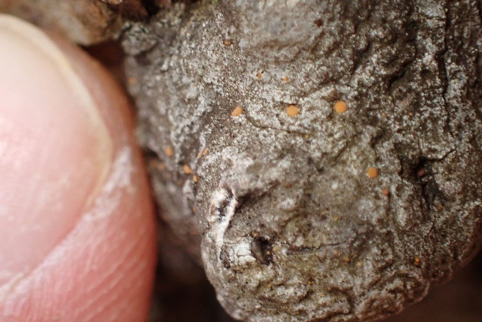 Fingernail for scale.
