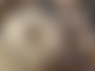 Turkey Tail - Trametes Versicolor