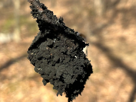 Black Sooty Mold - Scorias spongiosa