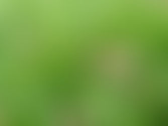 Mower's Mushroom (Panaeolus foenisecii)