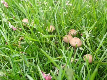 Mower's Mushroom (Panaeolus foenisecii)