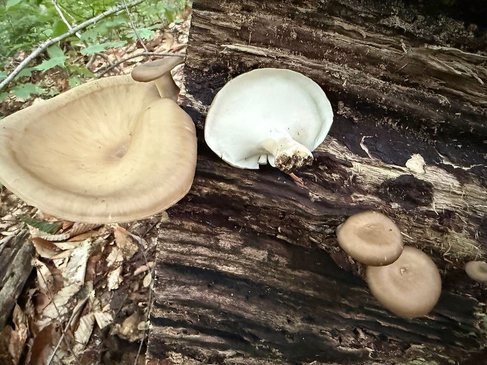 My white whale from the hike. Would love to know the identity of this robust, oyster-shaped polypore.