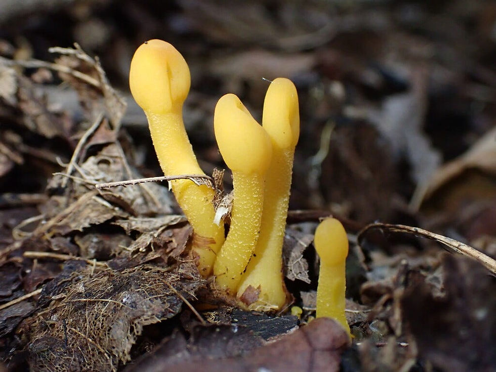 More yellow than orange, these earth-dwelling ascomycetes are thought to be saprobic (decomposers) of leaf litter.