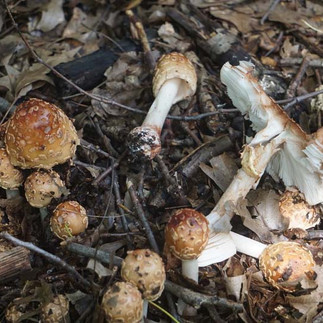 Amanita amerirubescens