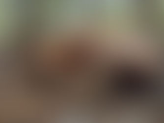 Fishbiscuit brittlegill (Russula compacta complex)