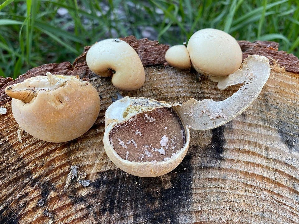 Younger, fresher Cryptoporus volvatus with the membrane pulled back to reveal the pores. Found and photographed by Drew Henderson in Chelan County, WA. Accessed through Mushroom Observer at https://mushroomobserver.org/492222.