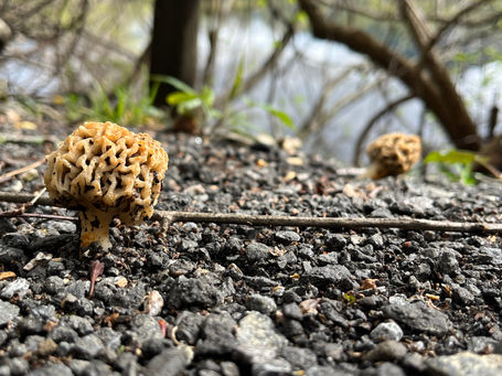 Morel - Morchella diminutiva