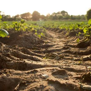 ¿Y USTED QUE VA A PEDIR DE PLATO FUERTE? Otra forma de cultivar y pensar nuestra agricultura