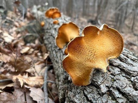 Hexagonal-pored Polypore - Neofavolus alveolaris