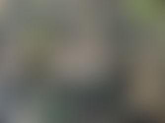 Coral Fungus - Ramaria spp.