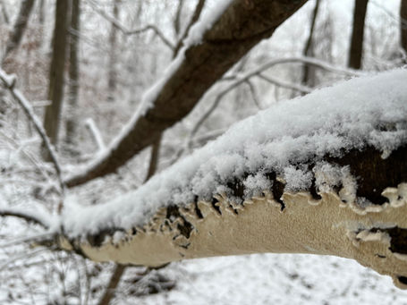 Milk-white Toothed Polypore - Irpex lacteus