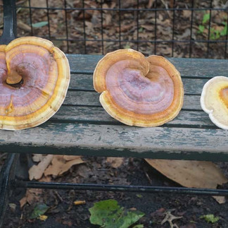 Mature Ganoderma curtisii