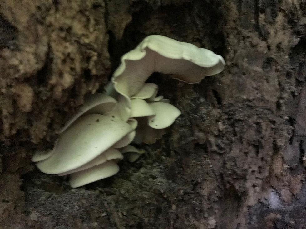 Oyster mushrooms on wood