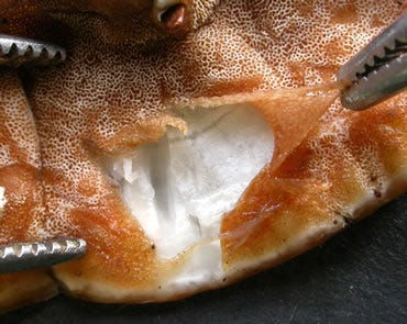 Gloeoporus dichrous