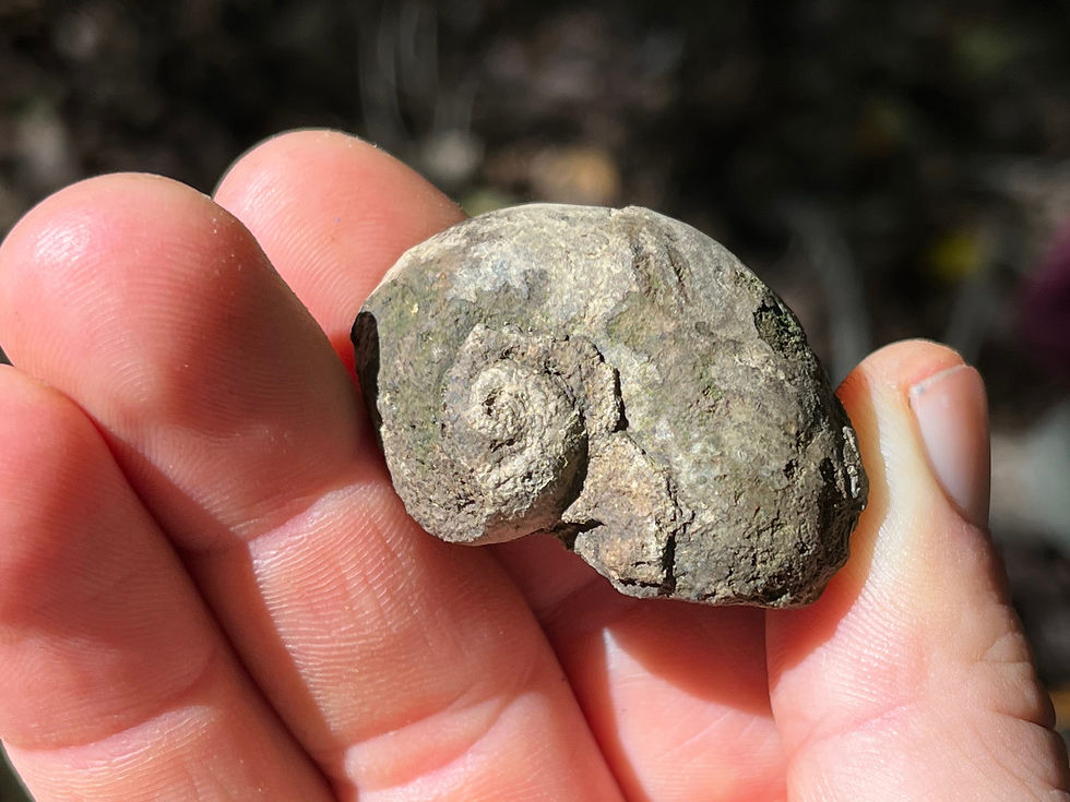 Fossilized snail