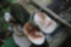 Creps frequently grow overlapping each other so it’s common to see one cover the other in spores.