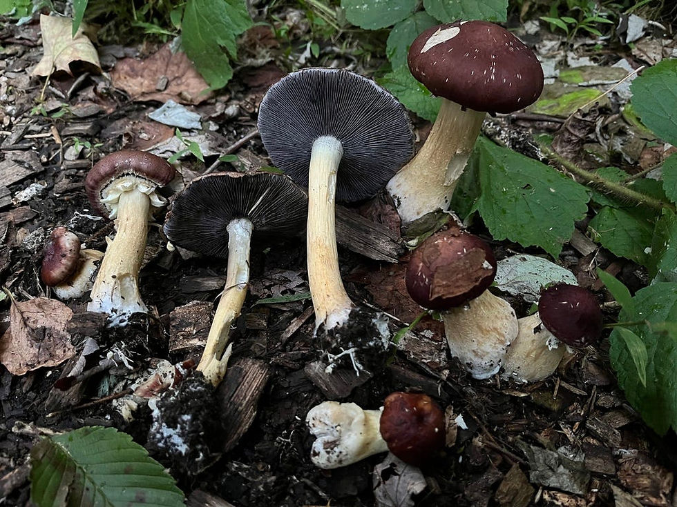Stropharia Rugosoannulata