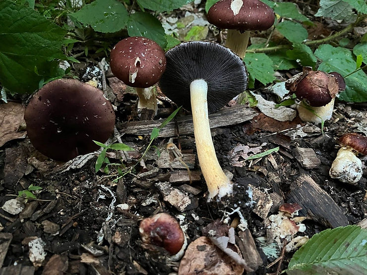 Stropharia Rugosoannulata