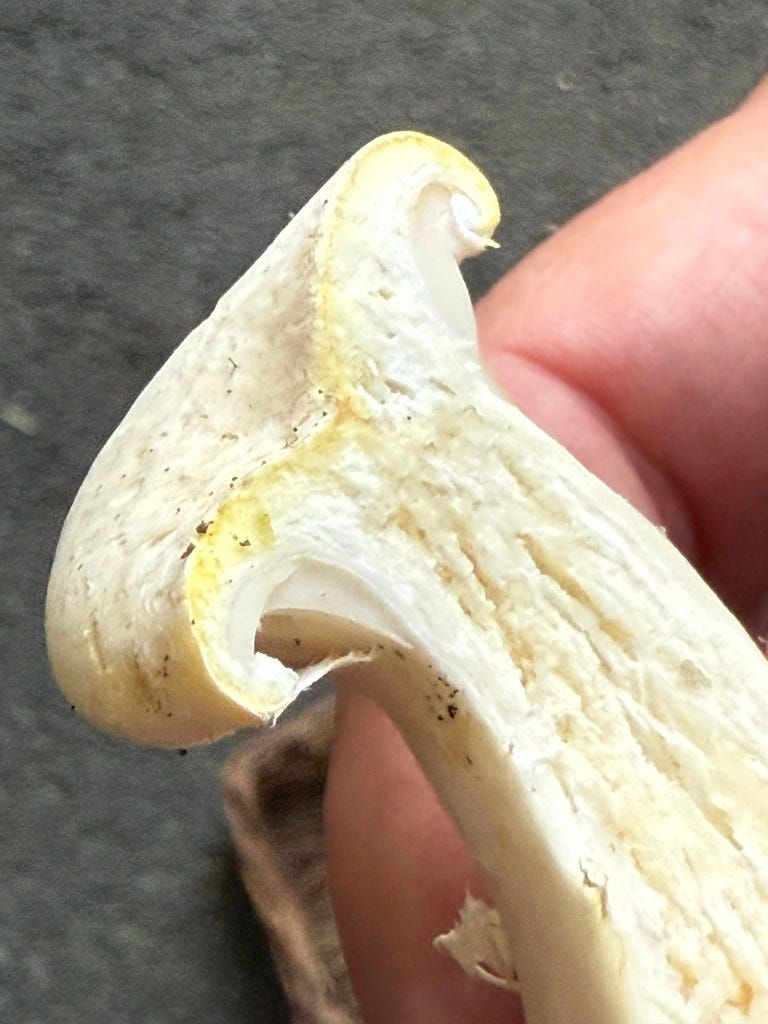 This bisection helps you see the partial veil, the membrane which protects the gills and confers the name “veiled oyster”. Also notice the insect tunnels (galleries) in the middle of the mushroom.