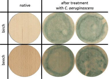 Figure 3 from Reference 3 (Zschätzsch et al, 2021) showing the growth and coloration of C. aeruginascens on wooden veneer (thin pieces of wood used for door, cabinets, and other furniture) over 12 weeks.