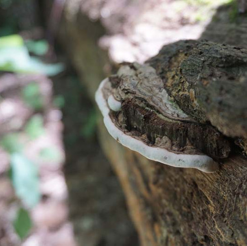 Ganoderma applanatum