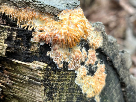 Radulomyces copelandii - Asian Beauty Fungus