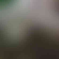 Underside of Ganoderma applanatum