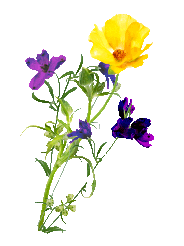 fleur_picmix.com_1659171.gif
