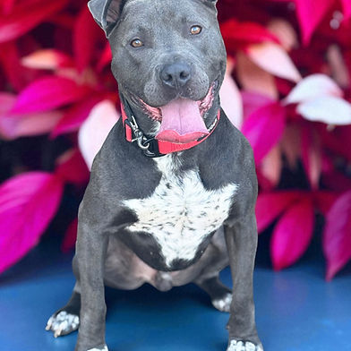 Canelo
