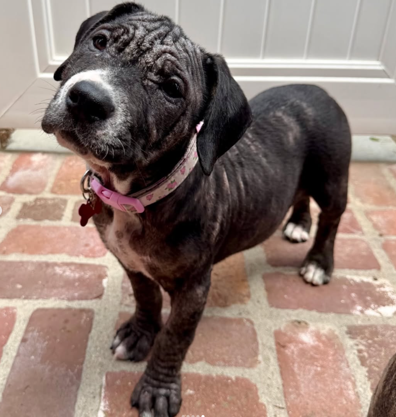 On the road to recovery at a foster home.
