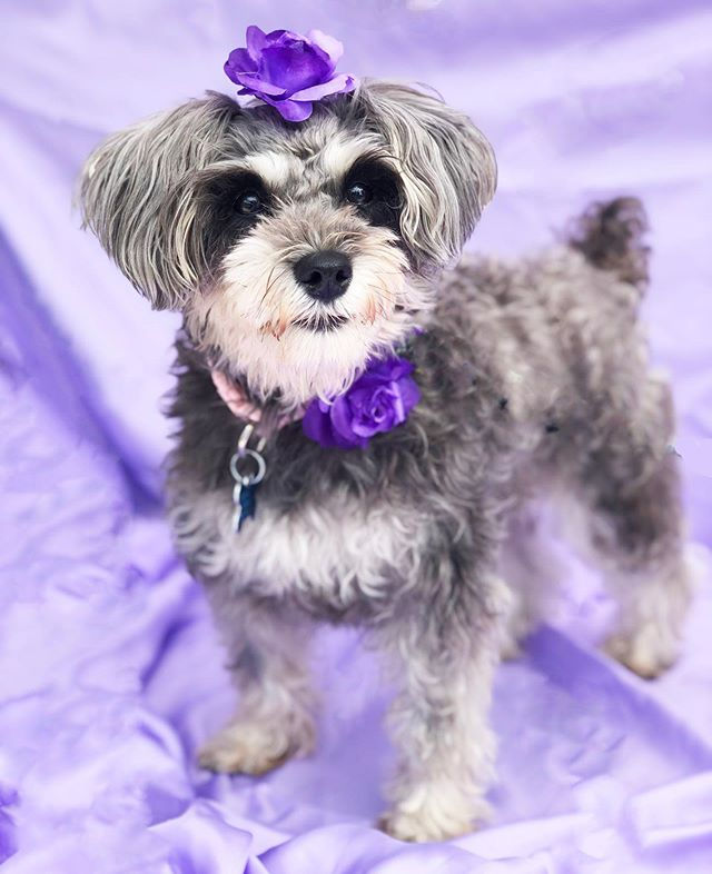 Ava loves purple and wears it well 💜She is absolutely adorable and wishing for her specia.jpg