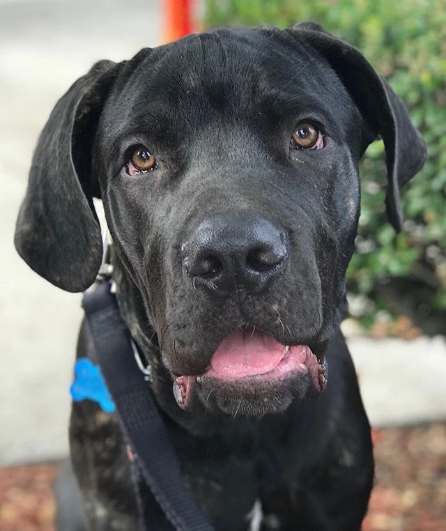 Baloo Bulliesandbuddies