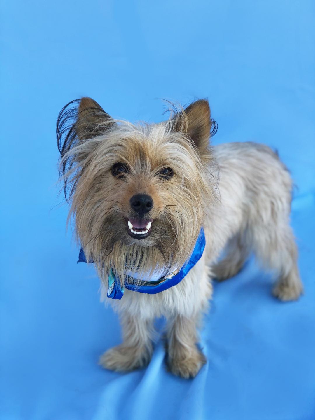 yorkshire terrier rescue southern california