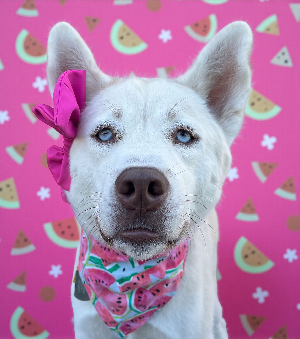 foxxy-Photoroom-22 (1).jpg