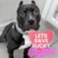 LETS SAVE DUCKY (1).png