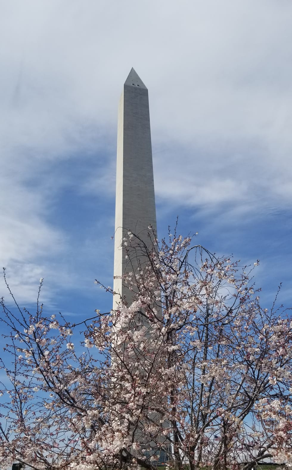 Monumento de Washington en D.C. rodeado de los cerezos.