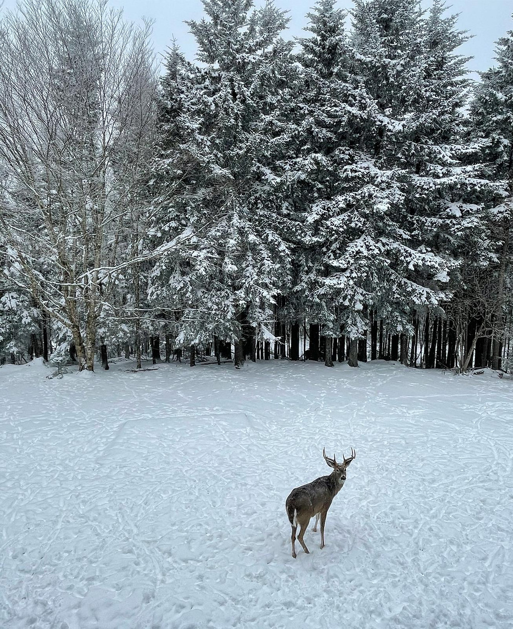A beautiful landscape with snow.
