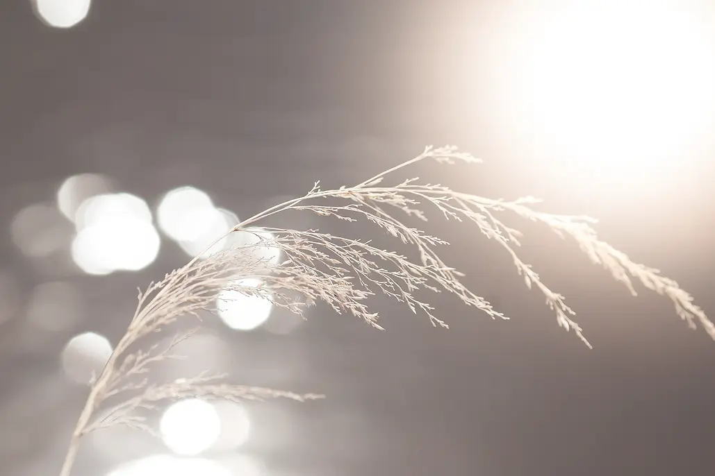 close-up-grass-against-lake-sunny-day.webp