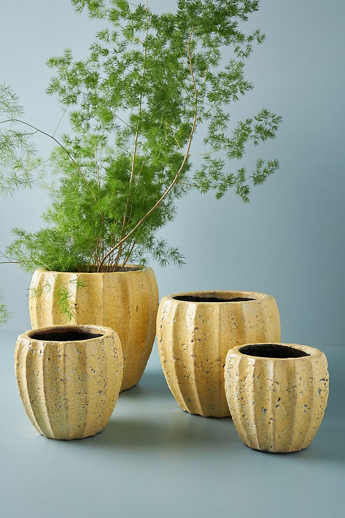 Collection of yellow rustic pottery vases with green plant on blue background