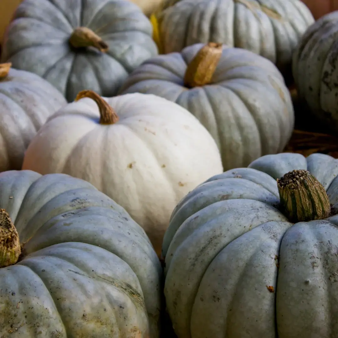 Blueberry Pumpkin Patch