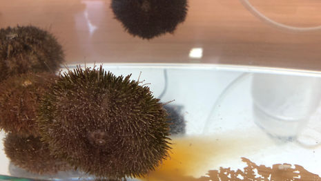 Sea urchin continues...