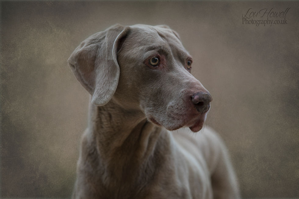Pet Photographer Rugby