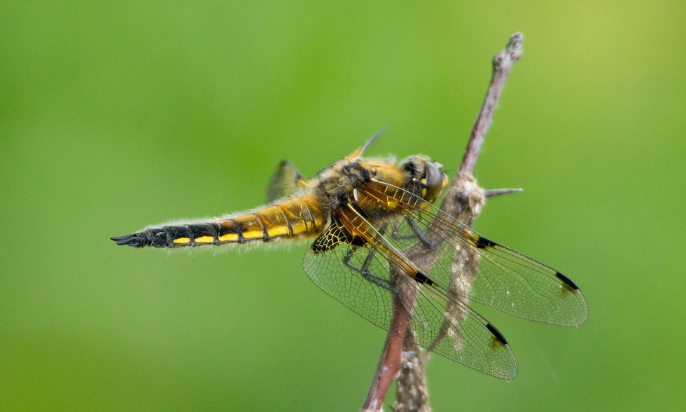 Four spotted chaser dragonfly