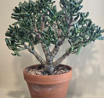 bonsai plant in office